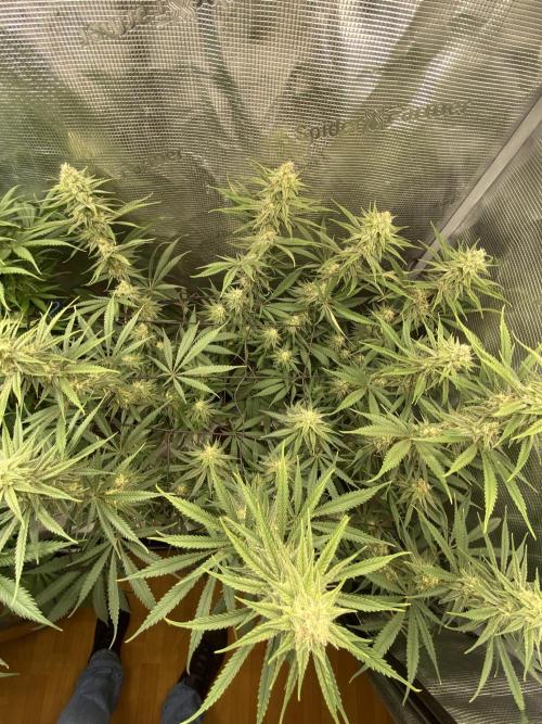 🦍🍪Gorilla Cookies FF# Phenohunt. Week 10