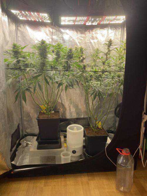 🦍🍪Gorilla Cookies FF# Phenohunt. Week 10