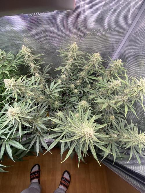 🦍🍪Gorilla Cookies FF# Phenohunt. Week 10