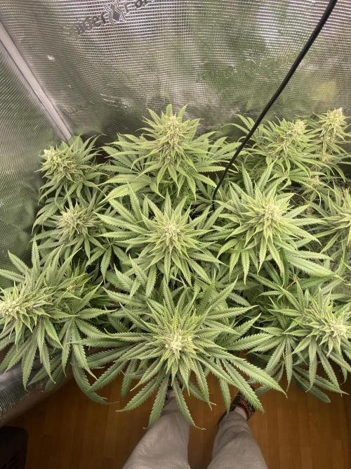 🦍🍪Gorilla Cookies FF# Phenohunt. Week 10