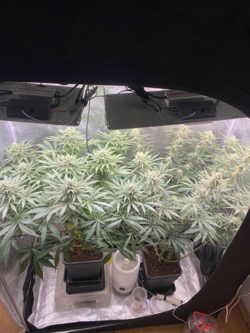 🦍🍪Gorilla Cookies FF# Phenohunt. Week 10