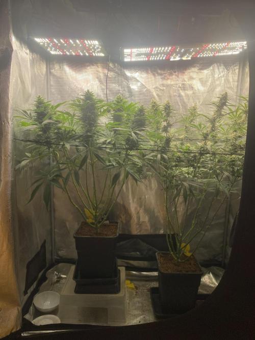 🦍🍪Gorilla Cookies FF# Phenohunt. Week 11