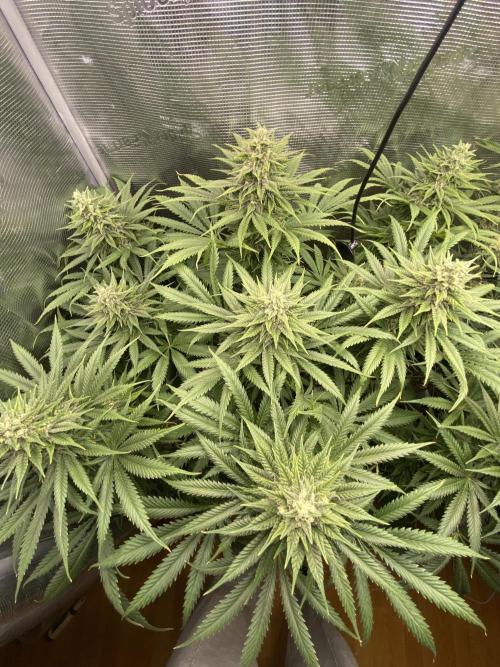 🦍🍪Gorilla Cookies FF# Phenohunt. Week 11