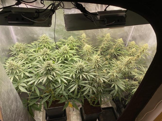 🦍🍪Gorilla Cookies FF# Phenohunt. Week 11