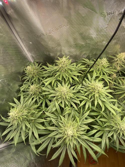 🦍🍪Gorilla Cookies FF# Phenohunt. Week 11