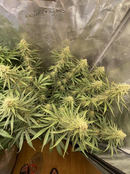 🦍🍪Gorilla Cookies FF# Phenohunt. Week 11