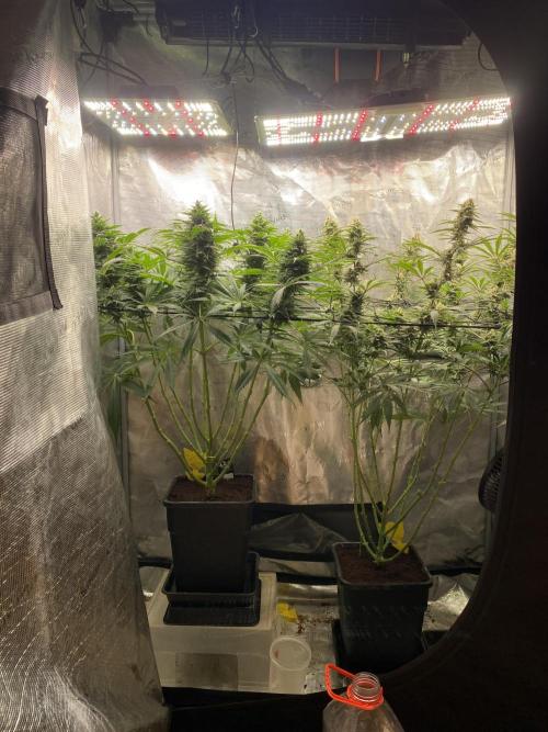 🦍🍪Gorilla Cookies FF# Phenohunt. Week 11