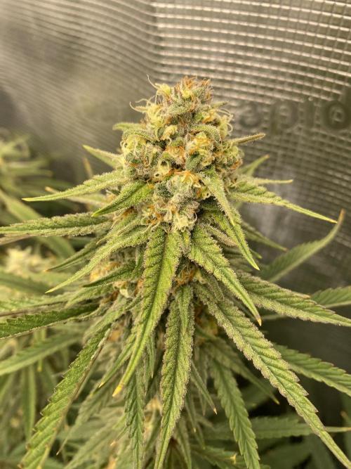 🦍🍪Gorilla Cookies FF# Phenohunt. Week 11