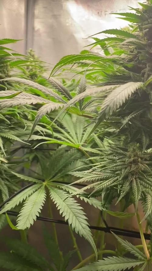 🦍🍪Gorilla Cookies FF# Phenohunt