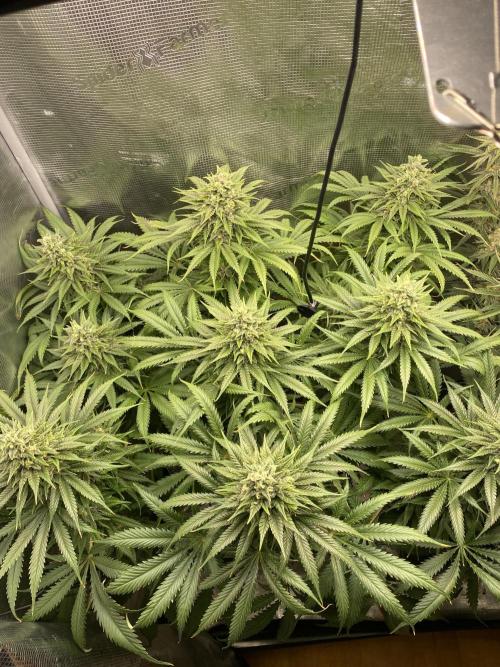 🦍🍪Gorilla Cookies FF# Phenohunt. Week 12