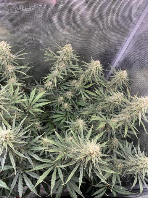 🦍🍪Gorilla Cookies FF# Phenohunt. Week 12