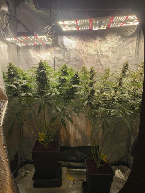 🦍🍪Gorilla Cookies FF# Phenohunt. Week 12