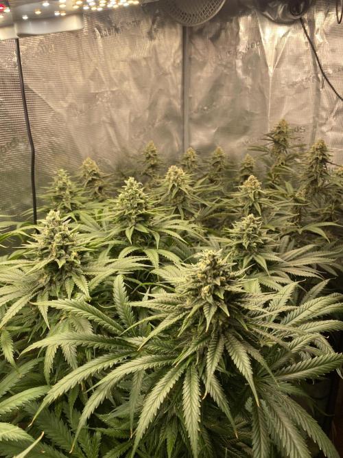 🦍🍪Gorilla Cookies FF# Phenohunt. Week 12