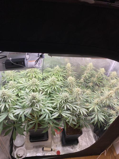🦍🍪Gorilla Cookies FF# Phenohunt. Week 12