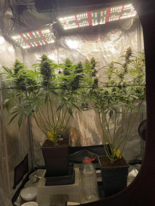 🦍🍪Gorilla Cookies FF# Phenohunt. Week 12