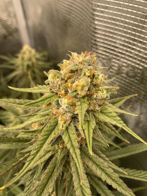 🦍🍪Gorilla Cookies FF# Phenohunt. Week 12