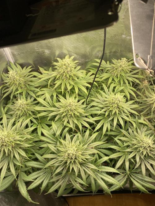 🦍🍪Gorilla Cookies FF# Phenohunt. Week 12