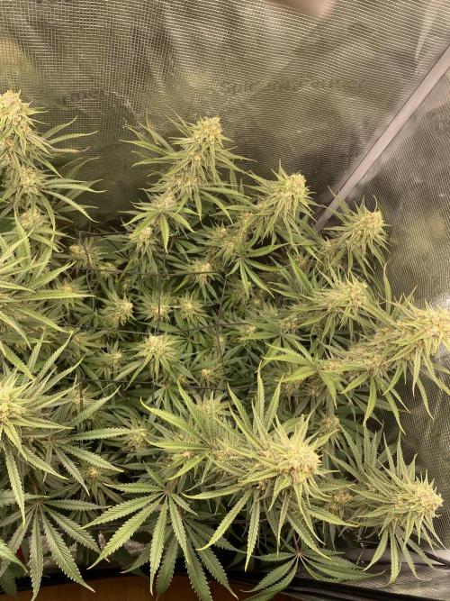 🦍🍪Gorilla Cookies FF# Phenohunt. Week 12