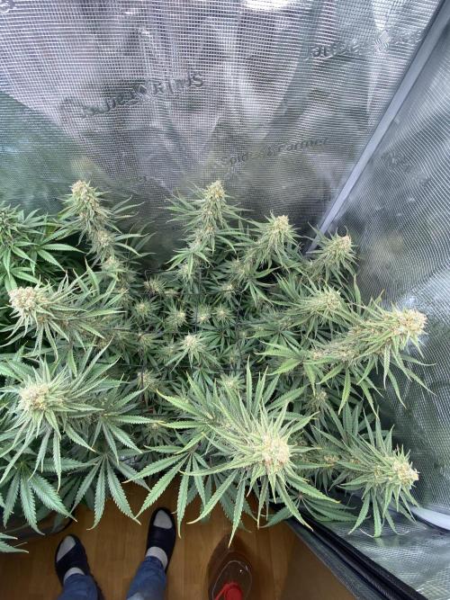 🦍🍪Gorilla Cookies FF# Phenohunt. Week 12