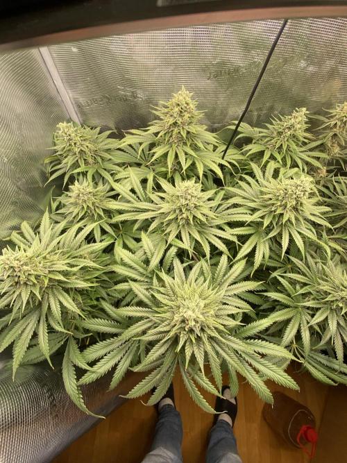 🦍🍪Gorilla Cookies FF# Phenohunt. Week 12