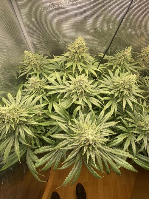 🦍🍪Gorilla Cookies FF# Phenohunt. Week 12