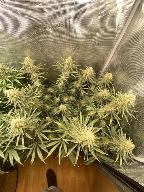 🦍🍪Gorilla Cookies FF# Phenohunt. Week 12