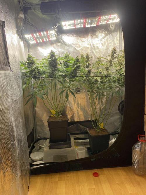 🦍🍪Gorilla Cookies FF# Phenohunt. Week 12
