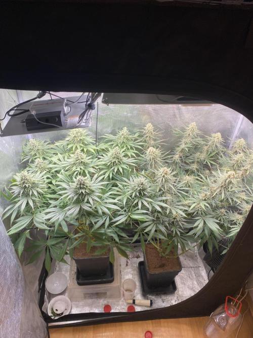 🦍🍪Gorilla Cookies FF# Phenohunt. Week 12
