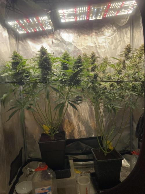 🦍🍪Gorilla Cookies FF# Phenohunt. Week 12