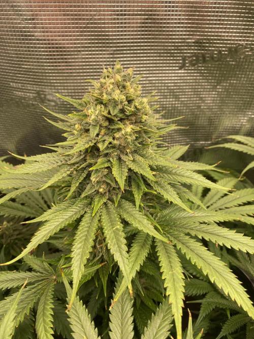 🦍🍪Gorilla Cookies FF# Phenohunt. Week 12