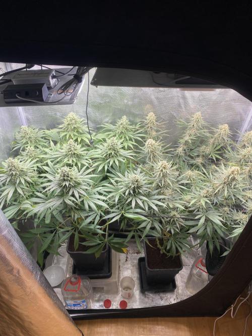 🦍🍪Gorilla Cookies FF# Phenohunt. Week 12