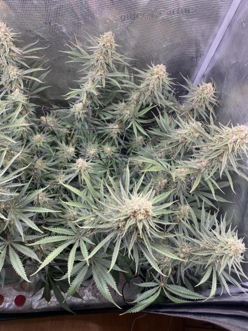 🦍🍪Gorilla Cookies FF# Phenohunt. Week 12
