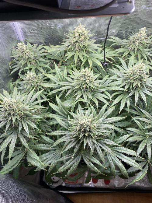 🦍🍪Gorilla Cookies FF# Phenohunt. Week 12
