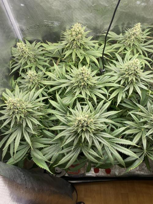 🦍🍪Gorilla Cookies FF# Phenohunt. Week 13