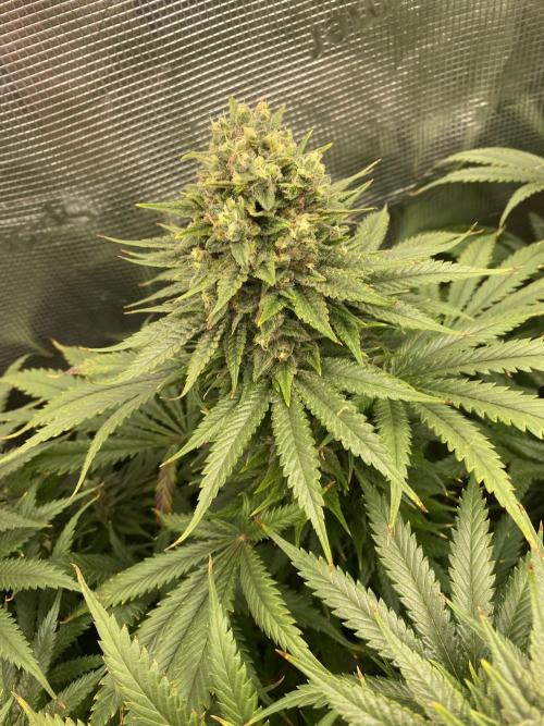 🦍🍪Gorilla Cookies FF# Phenohunt. Week 13