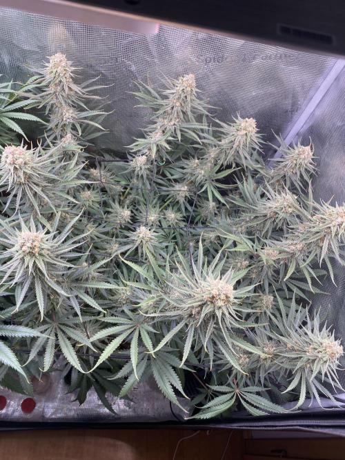 🦍🍪Gorilla Cookies FF# Phenohunt. Week 13
