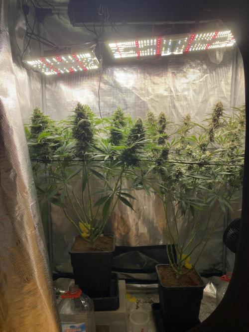 🦍🍪Gorilla Cookies FF# Phenohunt. Week 13