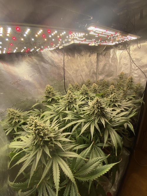 🦍🍪Gorilla Cookies FF# Phenohunt. Week 13