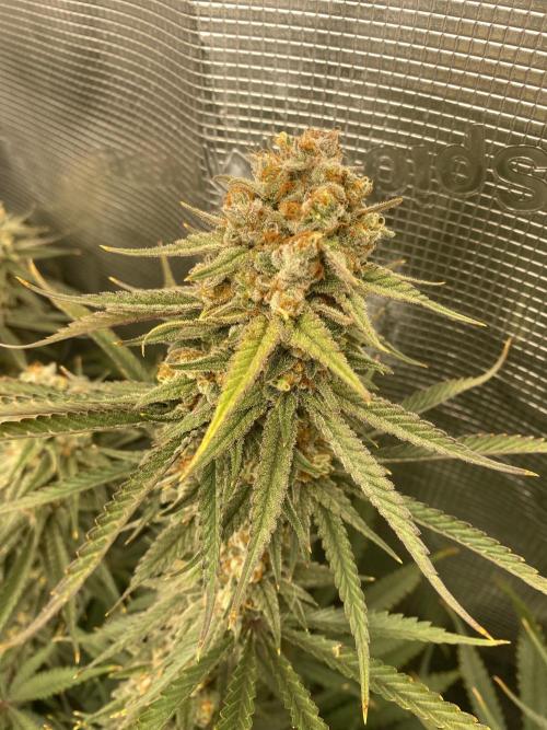 🦍🍪Gorilla Cookies FF# Phenohunt. Week 13