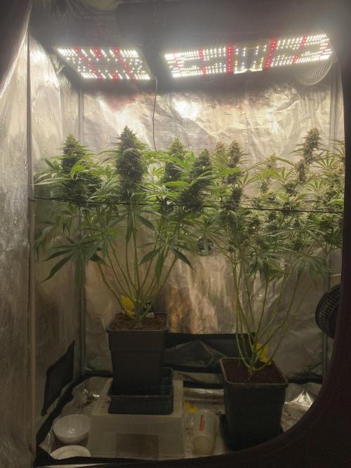 🦍🍪Gorilla Cookies FF# Phenohunt. Week 13