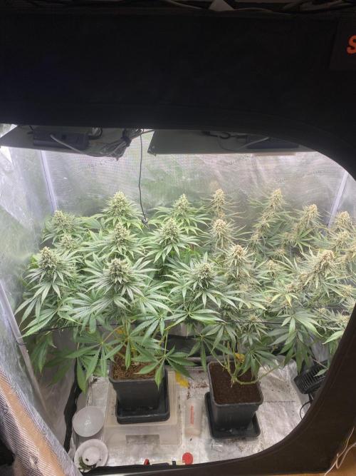 🦍🍪Gorilla Cookies FF# Phenohunt. Week 13