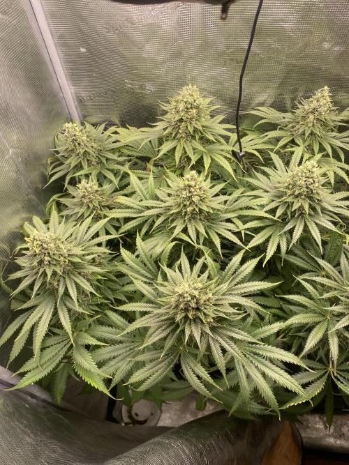 🦍🍪Gorilla Cookies FF# Phenohunt. Week 13