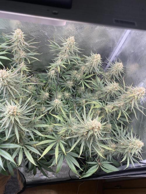 🦍🍪Gorilla Cookies FF# Phenohunt. Week 13