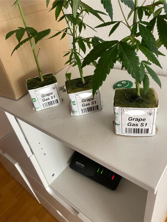 Grape Gas S1. Week 0