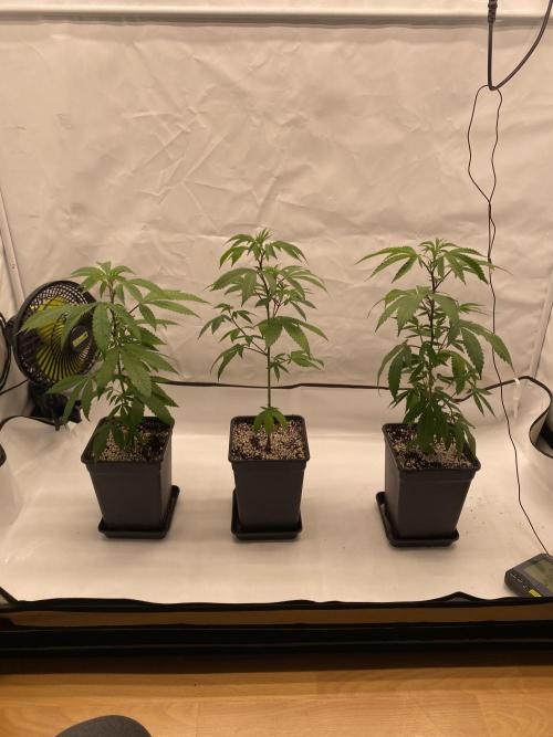 Grape Gas S1. Week 1