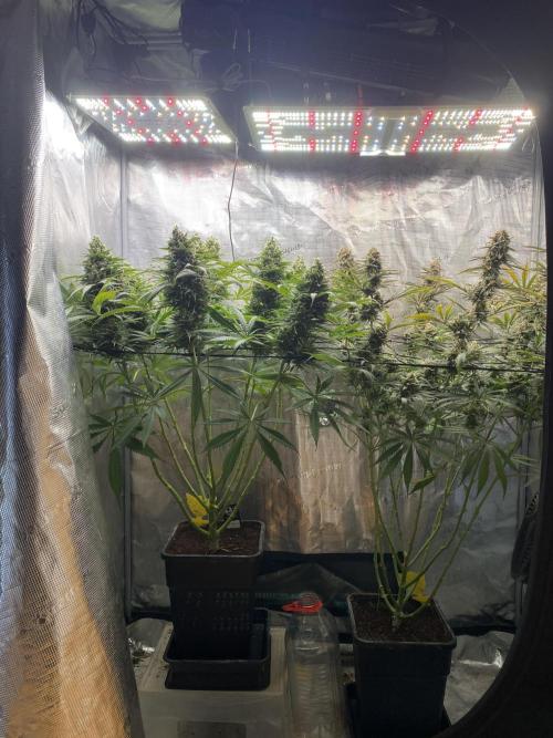🦍🍪Gorilla Cookies FF# Phenohunt. Week 14