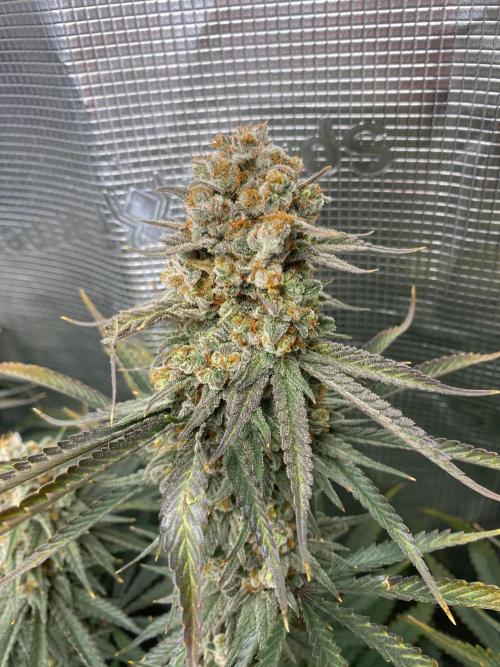 🦍🍪Gorilla Cookies FF# Phenohunt. Week 14