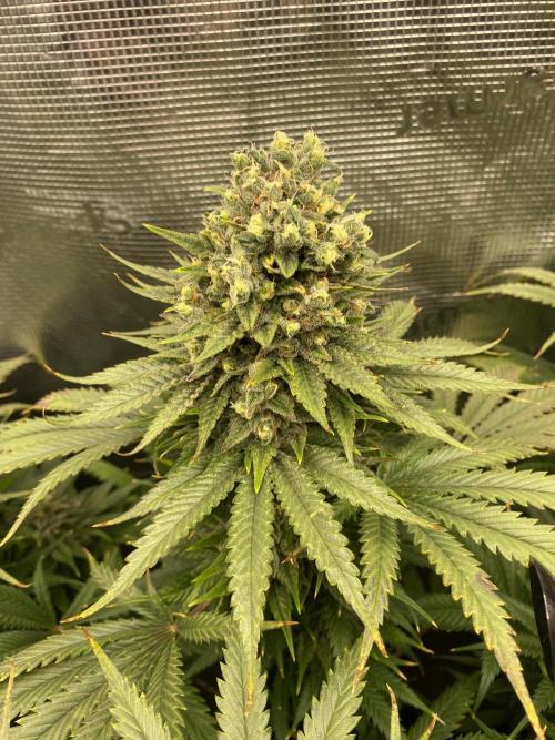 🦍🍪Gorilla Cookies FF# Phenohunt. Week 14