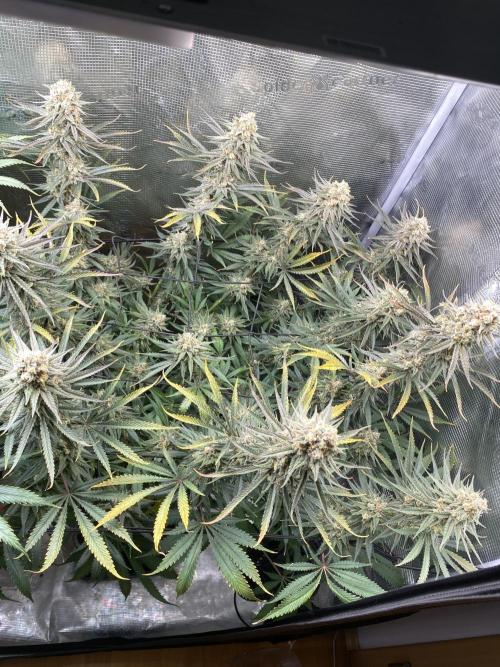 🦍🍪Gorilla Cookies FF# Phenohunt. Week 14