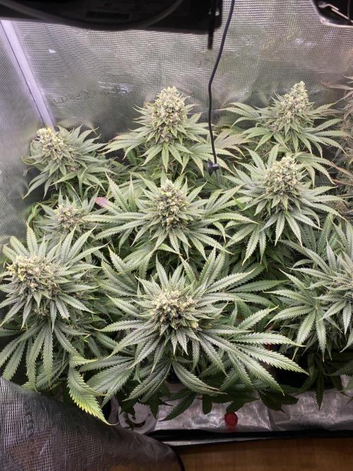 🦍🍪Gorilla Cookies FF# Phenohunt. Week 14